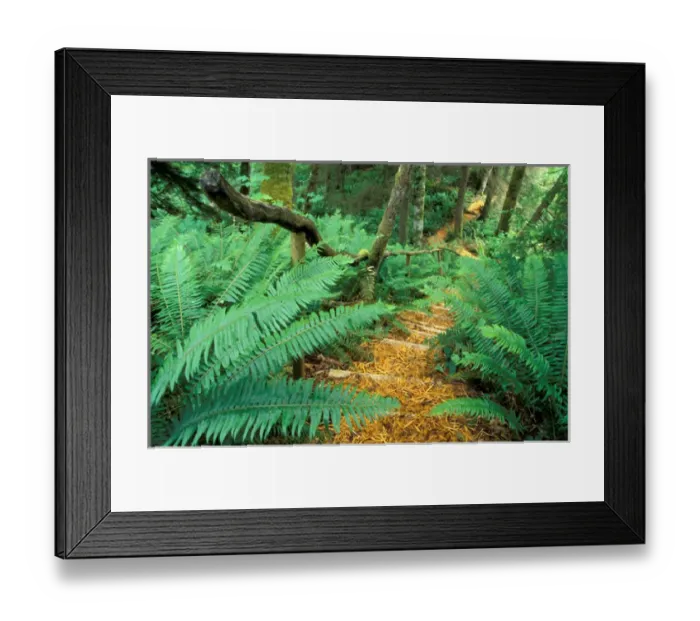 Framed Print : NA, Canada, BC, Vancouver Island, Comox Valley, Kitty Coleman Woodland Gardens, woodchip Framed Print : NA, Canada, BC, Vancouver Island, Comox Valley, Kitty Coleman Woodland Gardens, woodchip