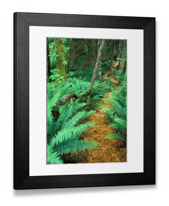 Framed Print : NA, Canada, BC, Vancouver Island, Comox Valley, Kitty Coleman Woodland Gardens, woodchip