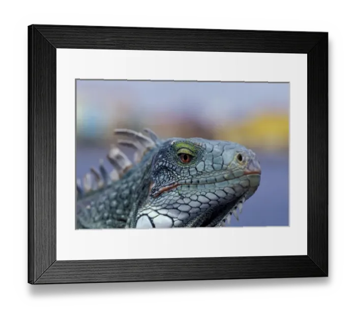 Framed Print : Caribbean, Curacao Iguana Framed Print : Caribbean, Curacao Iguana