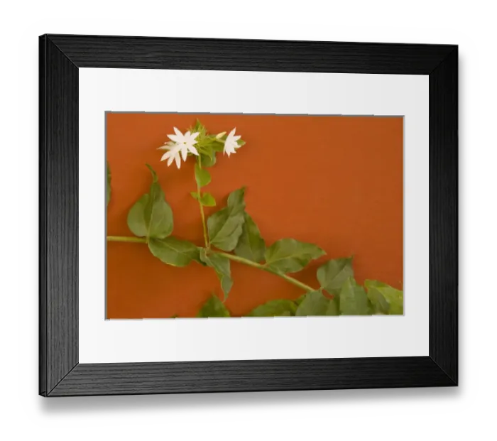 Framed Print : Caribbean, Netherland Antilles, Curacao, Willemstad. Flowering vine on red wall Framed Print : Caribbean, Netherland Antilles, Curacao, Willemstad. Flowering vine on red wall