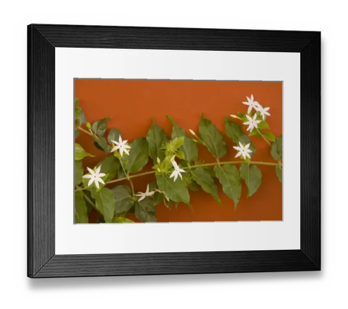 Framed Print : Caribbean, Netherland Antilles, Curacao, Willemstad. Flowering vine on red wall Framed Print : Caribbean, Netherland Antilles, Curacao, Willemstad. Flowering vine on red wall