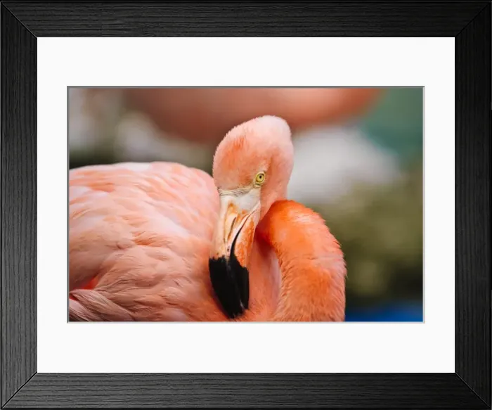 Framed Print : Curacao. Caribbean pink flamingo Curacao