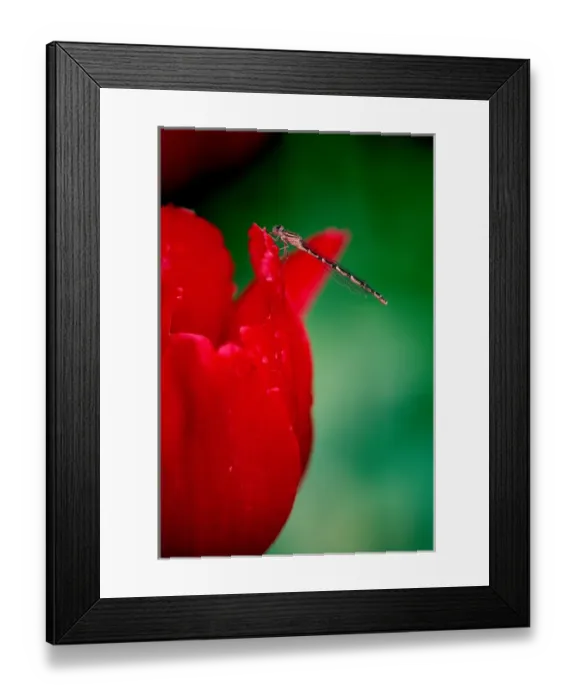 Framed Print : 02. Greenland Tulip, Butchart Gardens, British Columbia Framed Print : 02. Greenland Tulip, Butchart Gardens, British Columbia