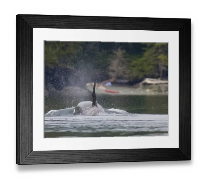 Framed Print : Canada, British Columbia, Vancouver Island, Johnstone Strait. Orca Whale approaches Framed Print : Canada, British Columbia, Vancouver Island, Johnstone Strait. Orca Whale approaches
