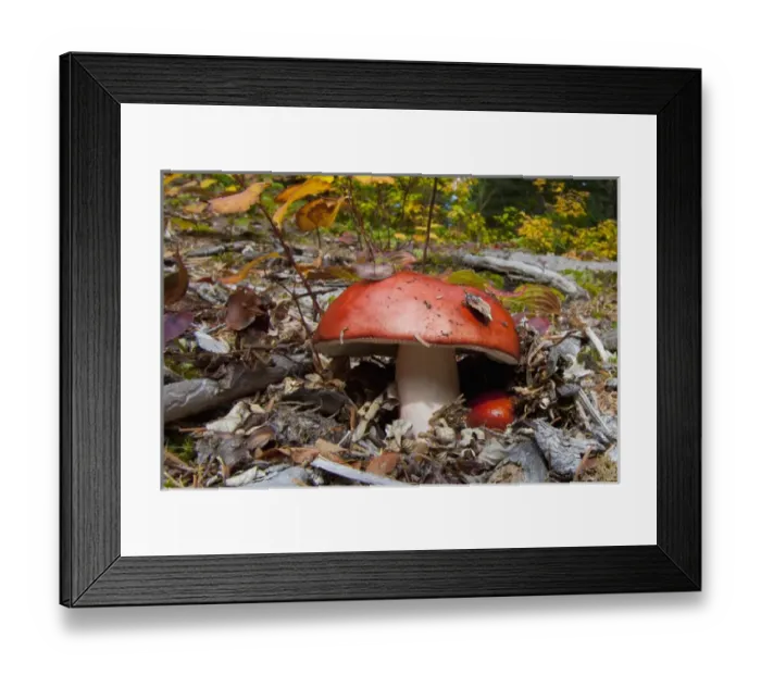 Framed Print : Canada, British Columbia, Bowron Lakes Provincial Park. Brilliantly-colored red mushroom