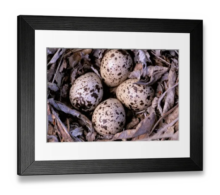 Framed Print : North America, Canada, British Columbia, Thaku River. Nightjar nest with 4 eggs Framed Print : North America, Canada, British Columbia, Thaku River. Nightjar nest with 4 eggs