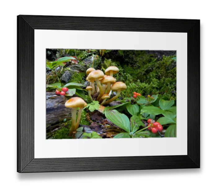 Framed Print : Canada, British Columbia, Bowron Lakes Provincial Park. Bunchberry (Cornus canadensis) Framed Print : Canada, British Columbia, Bowron Lakes Provincial Park. Bunchberry (Cornus canadensis)