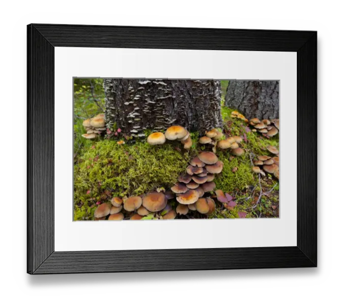 Framed Print : Canada, British Columbia, Bowron Lakes Provincial Park. Forest floor mushrooms (Hypholoma) Framed Print : Canada, British Columbia, Bowron Lakes Provincial Park. Forest floor mushrooms (Hypholoma)