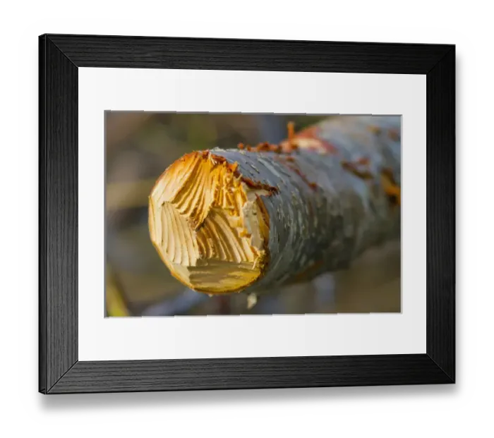 Framed Print : Canada, British Columbia, Bowron Lakes Provincial Park. Teeth marks in log show Framed Print : Canada, British Columbia, Bowron Lakes Provincial Park. Teeth marks in log show