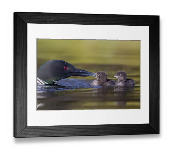 Framed Print : Canada, British Columbia. Common Loon (Gavia Immer) adult feeds aquatic insect to chick