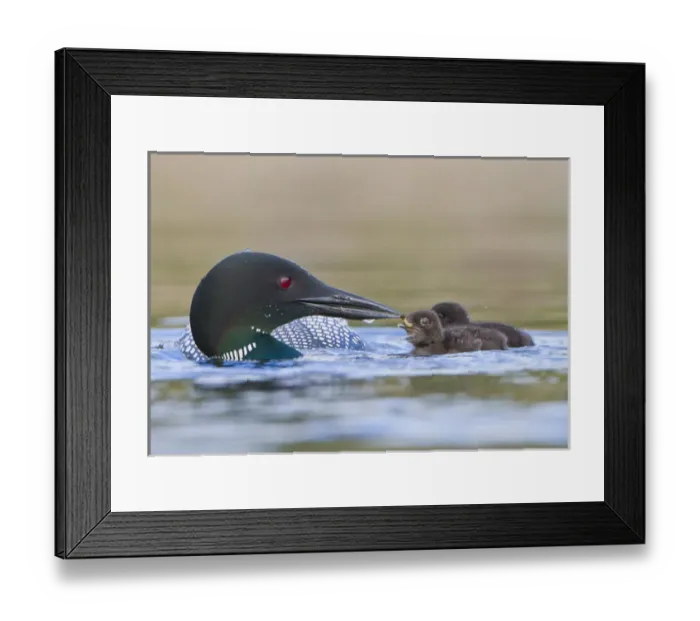 Framed Print : Canada, British Columbia. Common Loon (Gavia Immer) adult feeds aquatic insect to chick