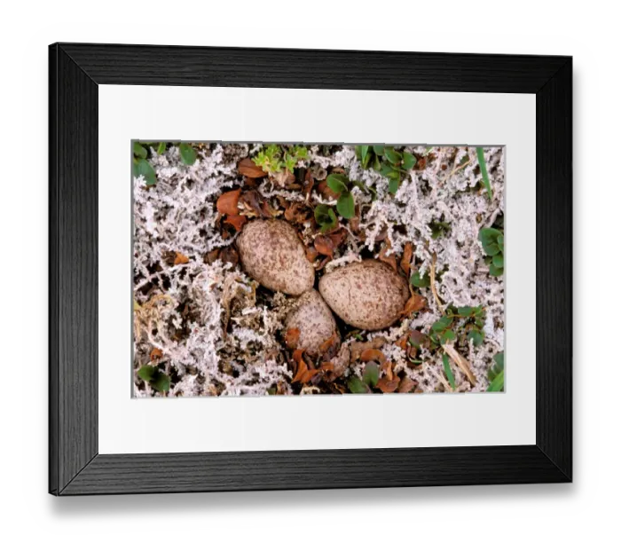Framed Print : North America, Canada, British Columbia, Thaku River. Nightjar nest with 4 eggs