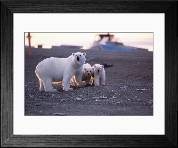 Framed Print : BE-1488 Polar Bear (Ursus maritimus) sow and two cubs have fed on recently harvested Bowhead Whale Framed Print : BE-1488 Polar Bear (Ursus maritimus) sow and two cubs have fed on recently harvested Bowhead Whale