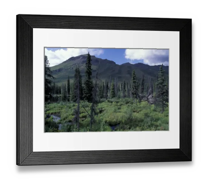 Framed Print : North America, Canada, Yukon. Spruce forest in Tombstone Range