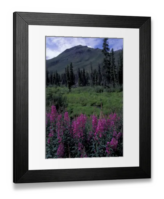 Framed Print : North America, Canada, Yukon. Dwarf Fireweed in the Tombstone Range Framed Print : North America, Canada, Yukon. Dwarf Fireweed in the Tombstone Range