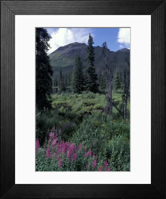 Framed Print : North America, Canada, Yukon. Wildflowers bloom in the Tombstone Range