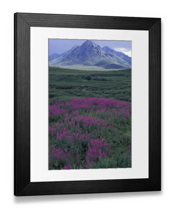 Framed Print : North America, Canada, Yukon. Fireweed blooms at Black Fork Pass near Mt. Anglecomb Framed Print : North America, Canada, Yukon. Fireweed blooms at Black Fork Pass near Mt. Anglecomb