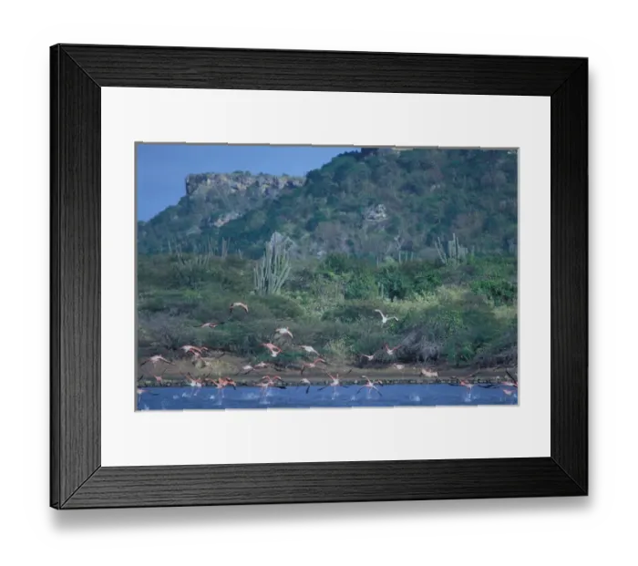 Framed Print : 01. Caribbean, Curacao. Flamingo Sanctuary Framed Print : 01. Caribbean, Curacao. Flamingo Sanctuary