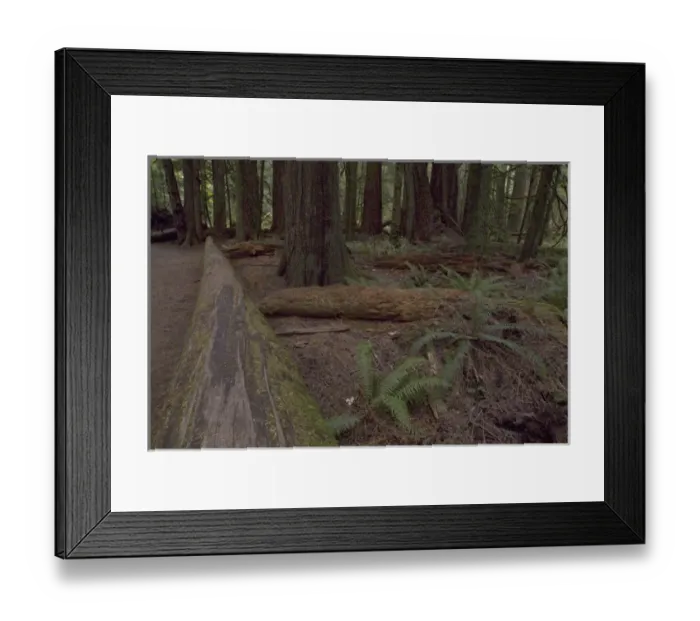 Framed Print : Cathedral Grove in MacMillan Provincial Park, British Columbia, Canada, September 10 Framed Print : Cathedral Grove in MacMillan Provincial Park, British Columbia, Canada, September 10