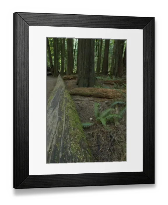 Framed Print : Cathedral Grove in MacMillan Provincial Park, British Columbia, Canada, September 10 Framed Print : Cathedral Grove in MacMillan Provincial Park, British Columbia, Canada, September 10