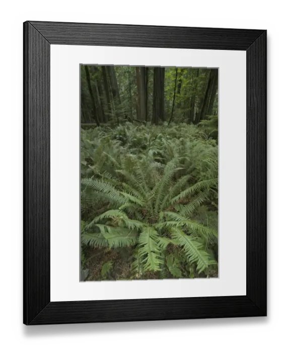 Framed Print : Huge Ferns and Trees at Cathedral Grove in MacMillan Provincial Park, British Columbia Framed Print : Huge Ferns and Trees at Cathedral Grove in MacMillan Provincial Park, British Columbia