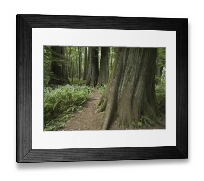 Framed Print : Cathedral Grove in MacMillan Provincial Park, British Columbia, Canada, September 10 Framed Print : Cathedral Grove in MacMillan Provincial Park, British Columbia, Canada, September 10
