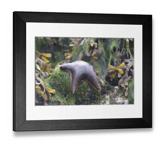 Framed Print : Bat Star (Asterina miniata) Awaiting the Tide Atop a Seaweed-Covered Rock, Broken Island Group Framed Print : Bat Star (Asterina miniata) Awaiting the Tide Atop a Seaweed-Covered Rock, Broken Island Group