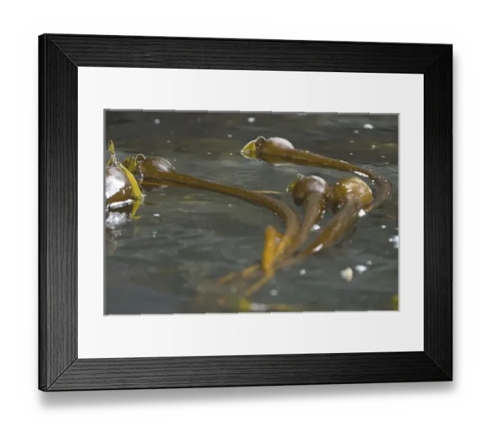 Framed Print : Bull Kelp, Broken Island Group, Pacific Rim National Park Preserve, British Columbia Framed Print : Bull Kelp, Broken Island Group, Pacific Rim National Park Preserve, British Columbia