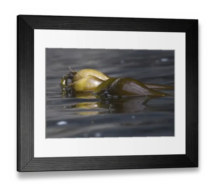Framed Print : Bull Kelp, Broken Island Group, Pacific Rim National Park Preserve, British Columbia Framed Print : Bull Kelp, Broken Island Group, Pacific Rim National Park Preserve, British Columbia
