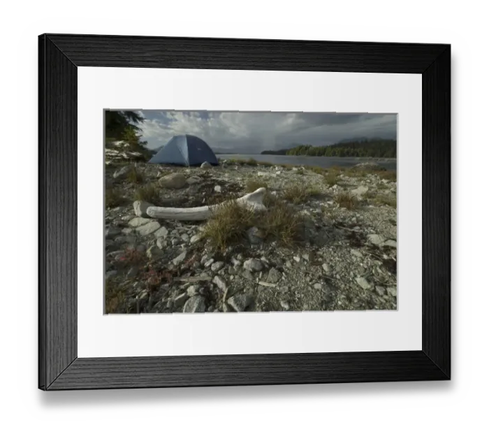 Framed Print : Tent at Keith Island Campsite, Broken Island Group, Pacific Rim National Park Preserve Framed Print : Tent at Keith Island Campsite, Broken Island Group, Pacific Rim National Park Preserve