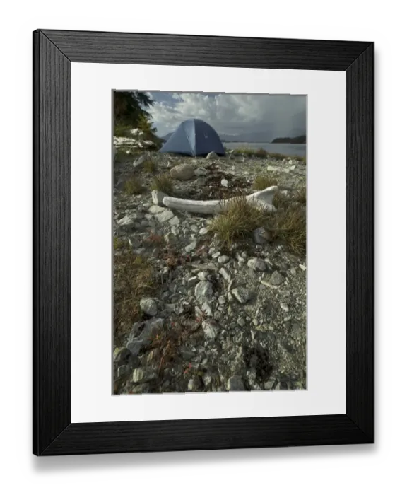 Framed Print : Tent at Keith Island Campsite, Broken Island Group, Pacific Rim National Park Preserve Framed Print : Tent at Keith Island Campsite, Broken Island Group, Pacific Rim National Park Preserve