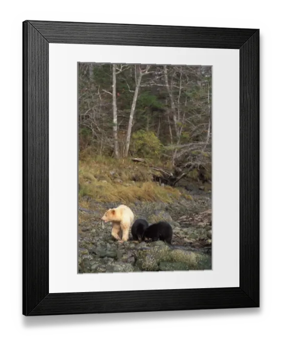 Framed Print : spirit bear, kermode, black bear, Ursus americanus, sow with cubs feeding on salmon Framed Print : spirit bear, kermode, black bear, Ursus americanus, sow with cubs feeding on salmon
