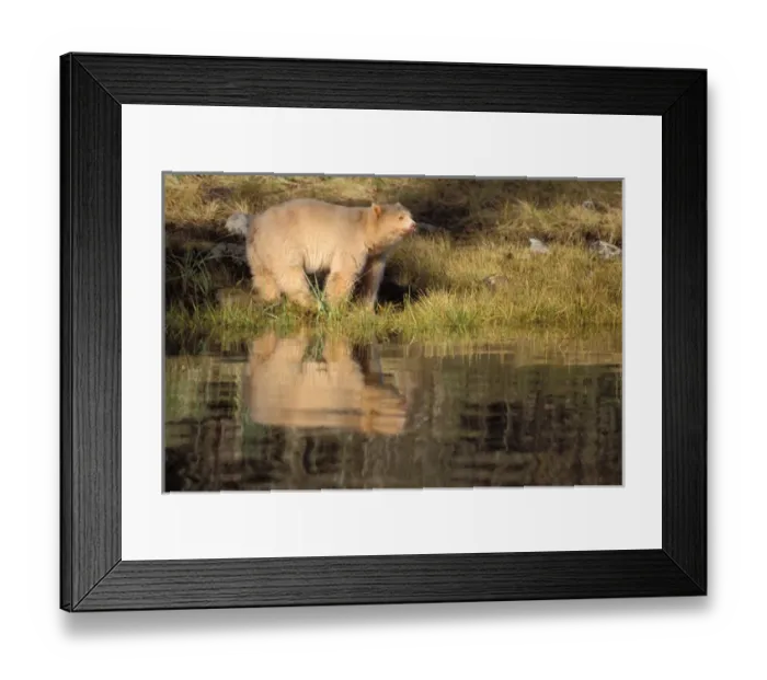 Framed Print : spirit bear, kermode, black bear, Ursus americanus, sow in the rainforest of Framed Print : spirit bear, kermode, black bear, Ursus americanus, sow in the rainforest of