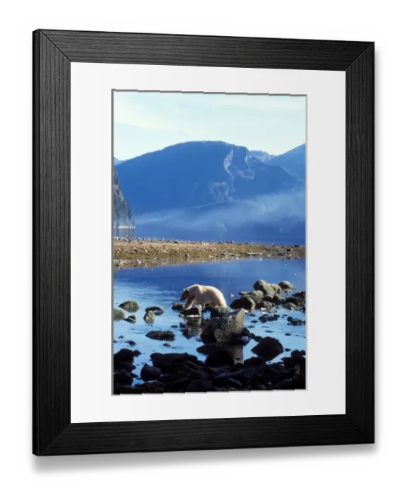 Framed Print : spirit bear, kermode, black bear, Ursus americanus, sow looking for salmon, central Framed Print : spirit bear, kermode, black bear, Ursus americanus, sow looking for salmon, central