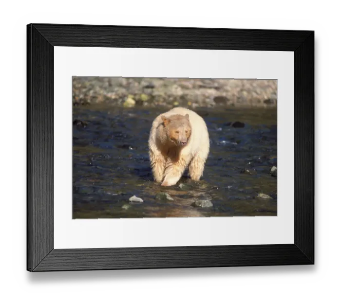 Framed Print : spirit bear, kermode, black bear, Ursus americanus, sow fishing for salmon, central Framed Print : spirit bear, kermode, black bear, Ursus americanus, sow fishing for salmon, central