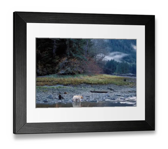 Framed Print : spirit bear, kermode, black bear, Ursus americanus, sow with cub walking along a Framed Print : spirit bear, kermode, black bear, Ursus americanus, sow with cub walking along a