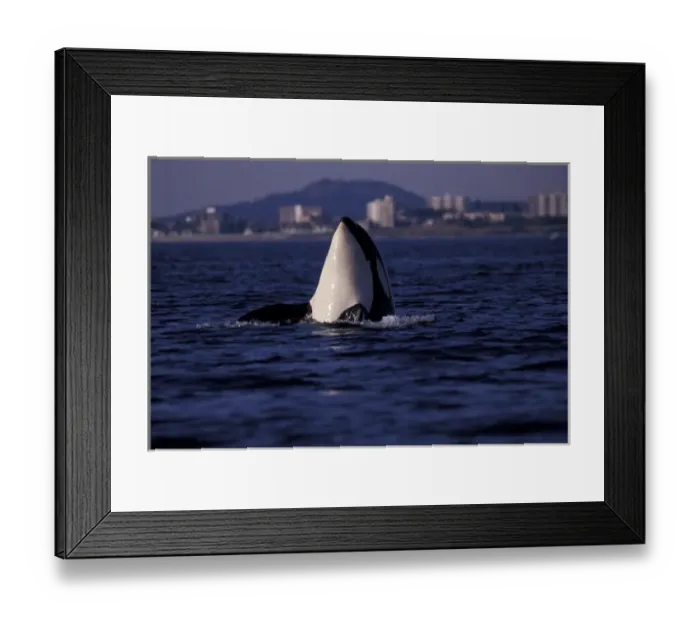 Framed Print : North America, Canada, Victoria. Orca whale Framed Print : North America, Canada, Victoria. Orca whale