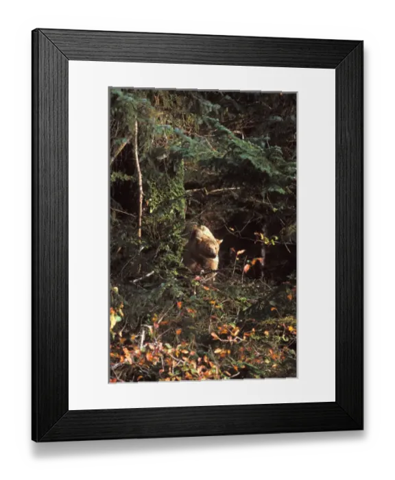 Framed Print : spirit bear, kermode, black bear, Ursus americanus, sow in the rainforest of Framed Print : spirit bear, kermode, black bear, Ursus americanus, sow in the rainforest of