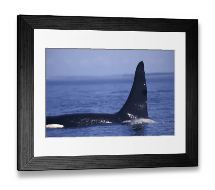 Framed Print : North America, Canada, BC, near Victoria waterfront Orca whale surfacing Framed Print : North America, Canada, BC, near Victoria waterfront Orca whale surfacing