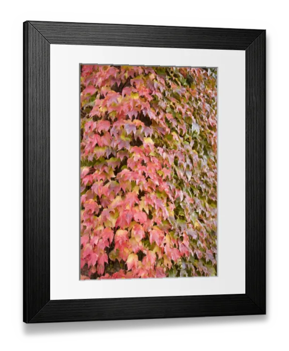 Framed Print : Autumn-colored Ivy decorating the front of The Fairmont Empress Hotel, Inner Harbour
