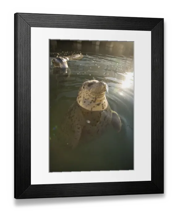 Framed Print : CANADA, British Columbia, Victoria. Harbor Seals (Phoca vitulina) at Oak Bay Marina