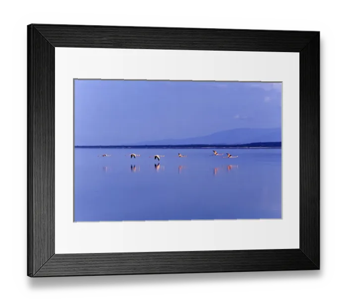 Framed Print : Flamingos at Laguna Oviedo, Barahona, Dominican Republic, Caribbean