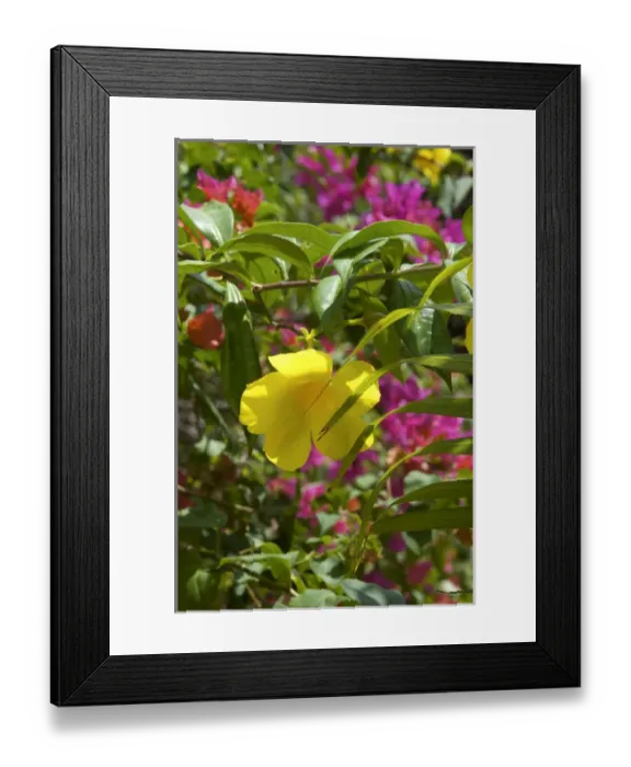 Framed Print : Dominican Republic, tropical flowers