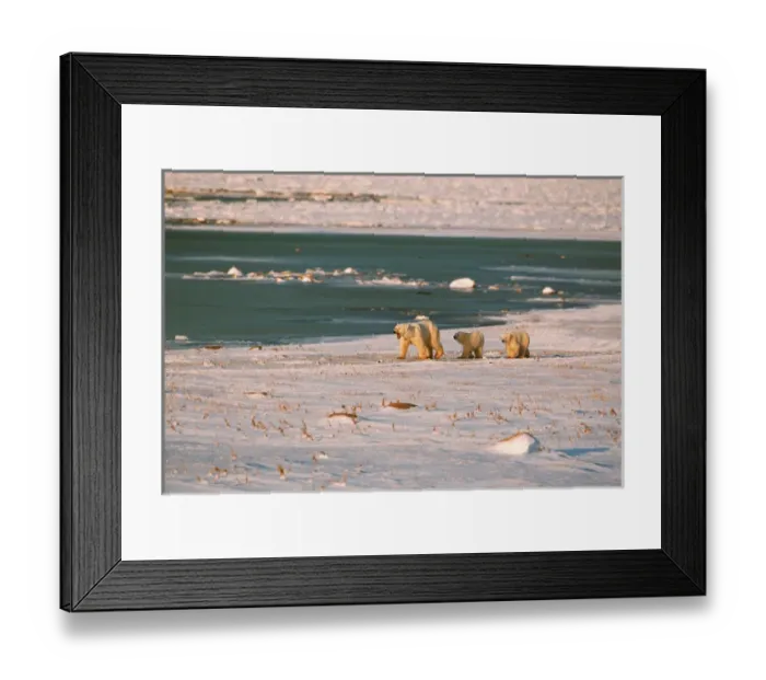 Framed Print : N. A, Canada, Manitoba, Chruchill Polar bear mother with cubs Framed Print : N. A, Canada, Manitoba, Chruchill Polar bear mother with cubs