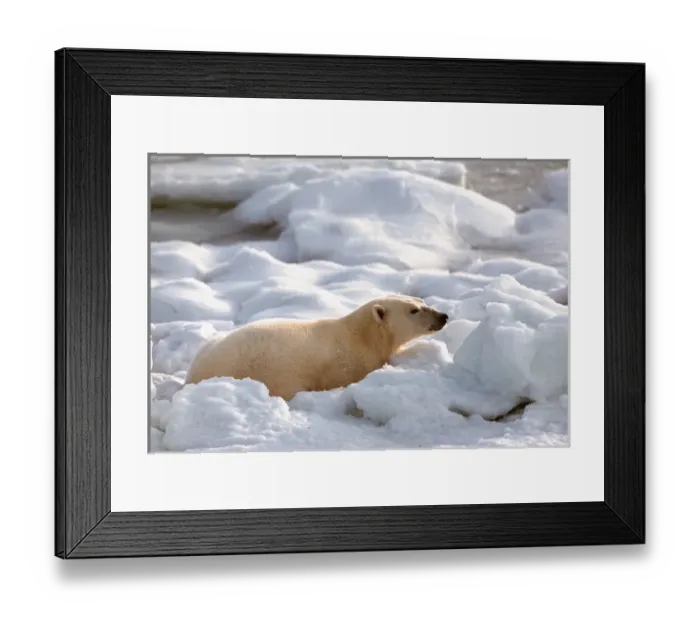 Framed Print : N. A, Canada, Manitoba, Churchill Polar Bear Framed Print : N. A, Canada, Manitoba, Churchill Polar Bear