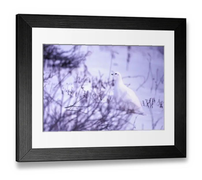 Framed Print : North America, Canada, Manitoba, Churchill. Rock Ptarmigan (Lagopus mutus)