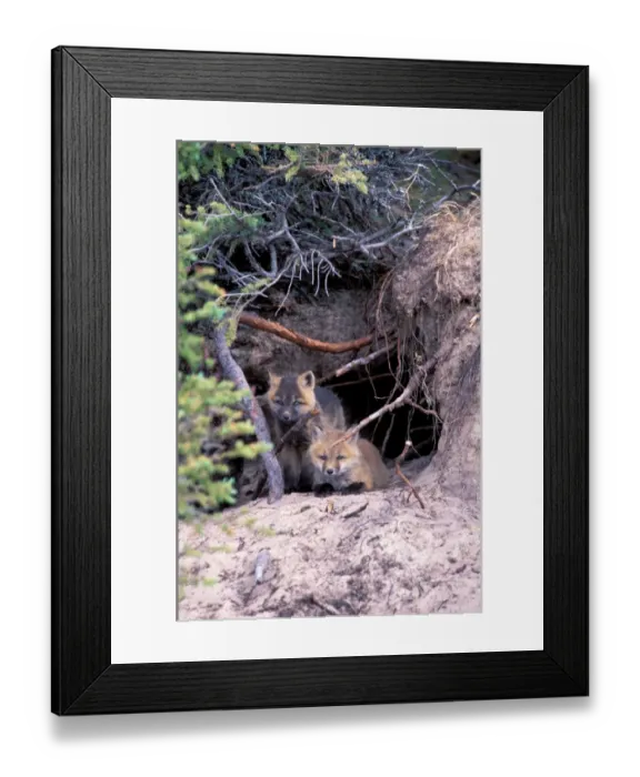 Framed Print : North America, Canada, Manitoba, Churchill. Arctic Fox (Alopex lagopus)