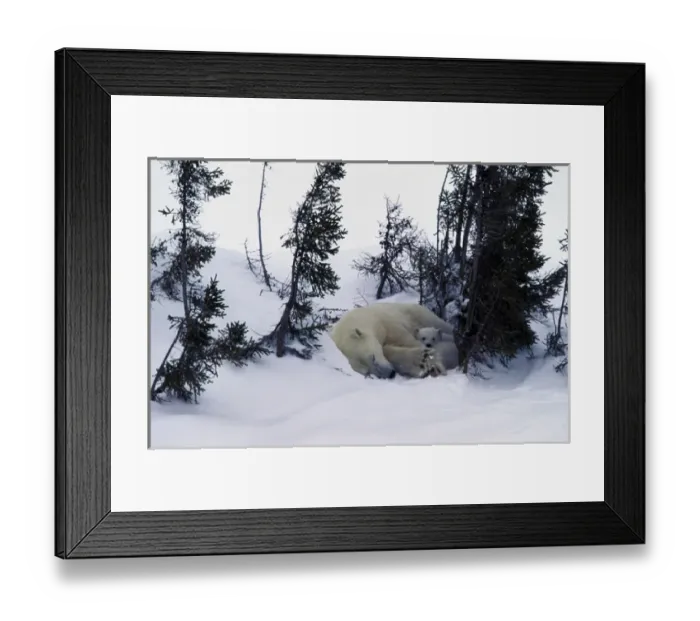 Framed Print : North America, Canada, Manitoba, Churchill. Polar Bear (Ursus maritimus) and cubs Framed Print : North America, Canada, Manitoba, Churchill. Polar Bear (Ursus maritimus) and cubs