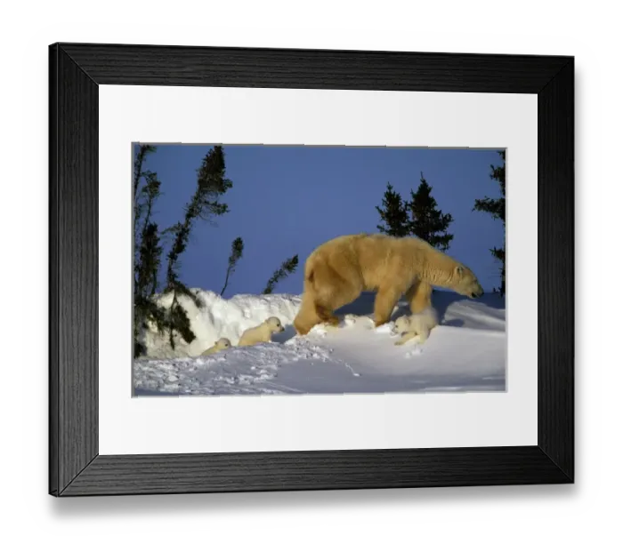 Framed Print : North America, Canada, Manitoba, Churchill. Polar Bear (Ursus maritimus) and cubs Framed Print : North America, Canada, Manitoba, Churchill. Polar Bear (Ursus maritimus) and cubs