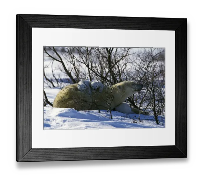 Framed Print : North America, Canada, Manitoba, Churchill. Polar Bear (Ursus maritimus) and cubs Framed Print : North America, Canada, Manitoba, Churchill. Polar Bear (Ursus maritimus) and cubs